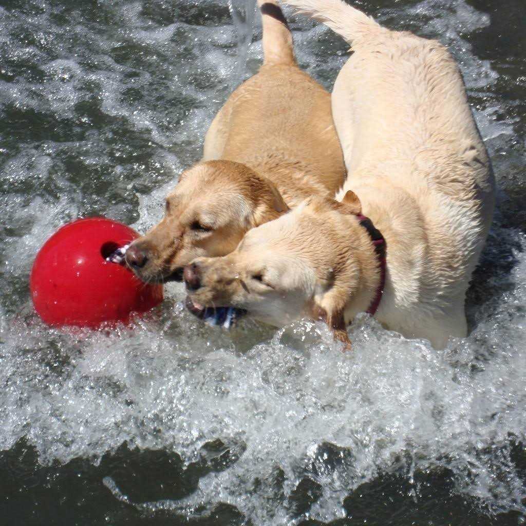 Dog Toy H774379