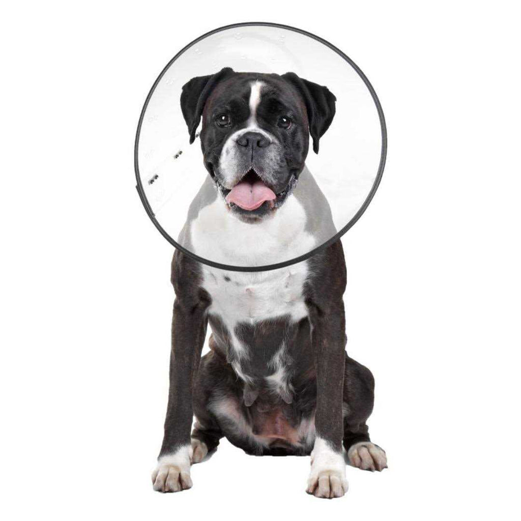 Clear Recovery Collar I530896