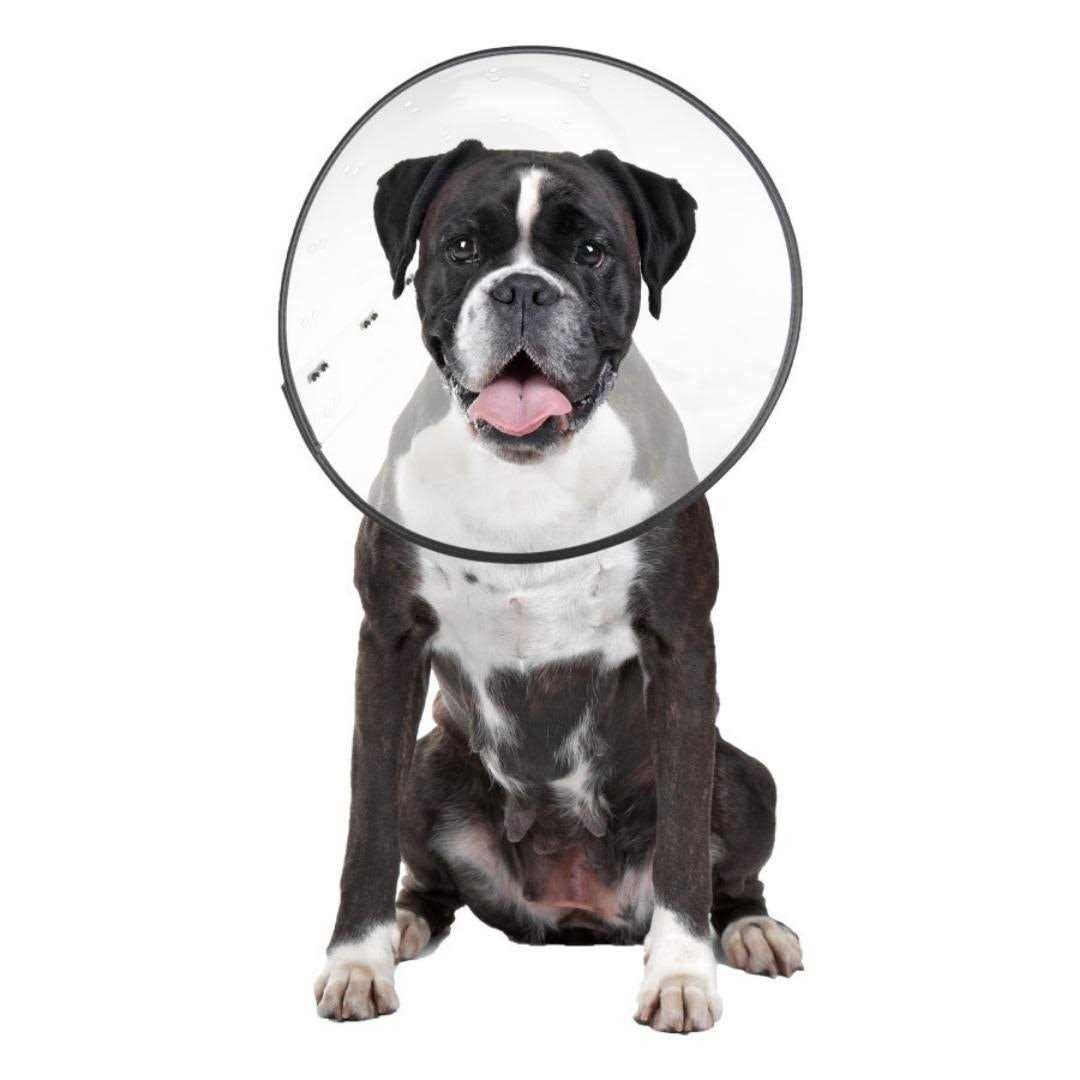 Clear Recovery Collar I530896