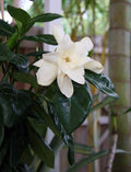 Tahitian Gardenia 4" Pot D525055