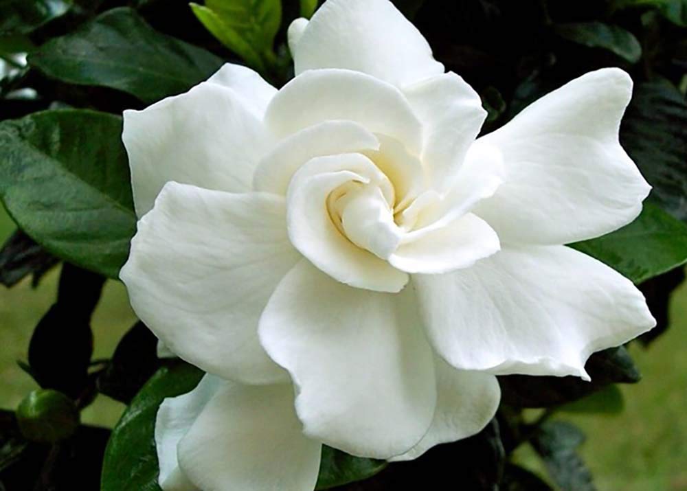 Tahitian Gardenia 4" Pot D525055