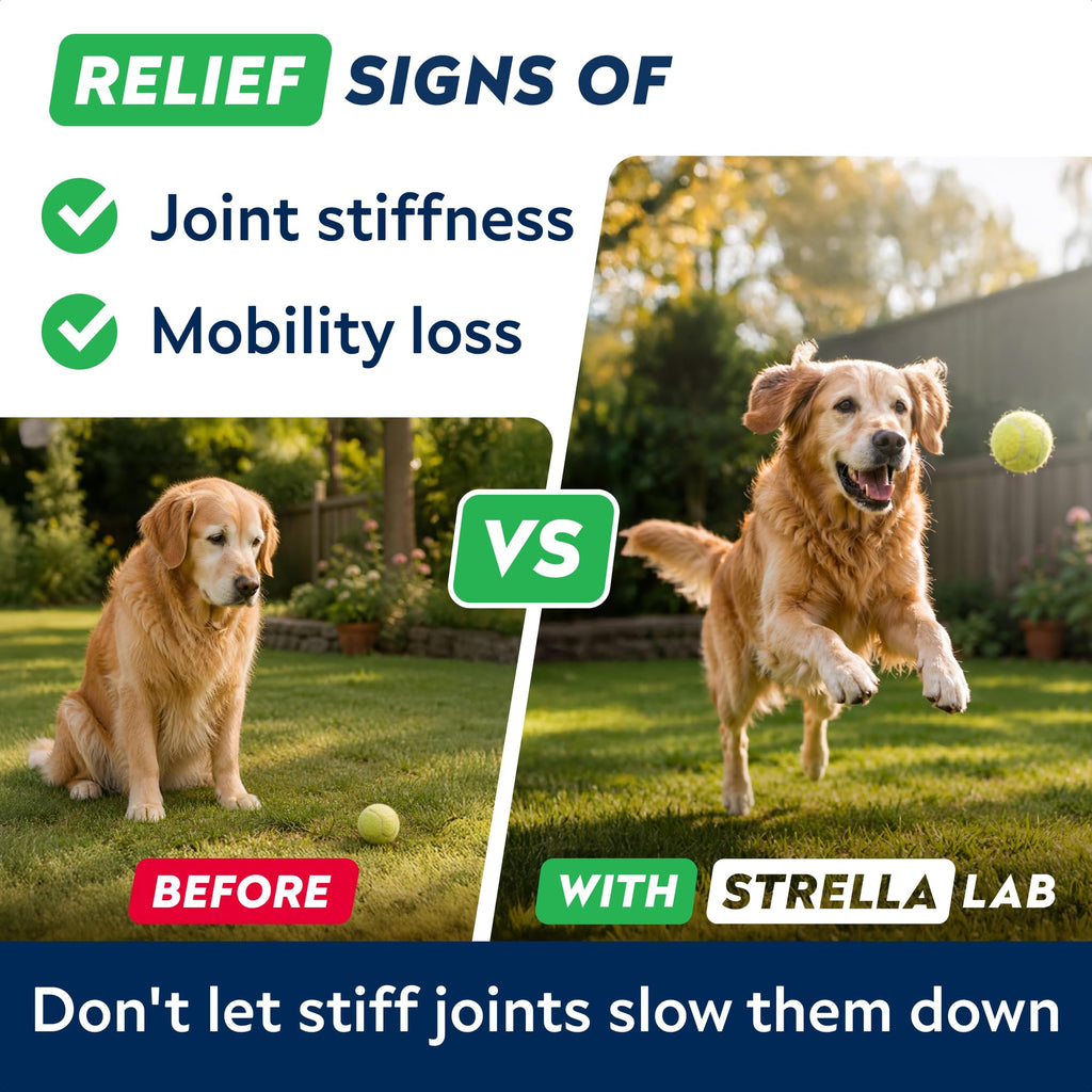 Hip Joint Supplement for Dogs C62517