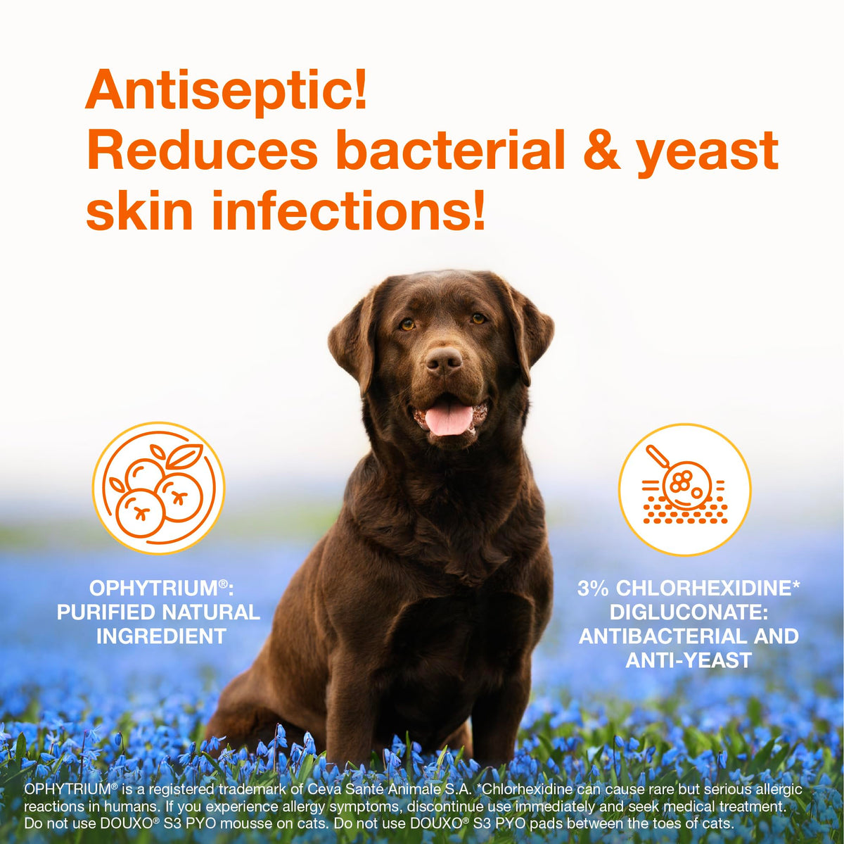 Chlorhexidine Shampoo and Mousse for Dogs R48289