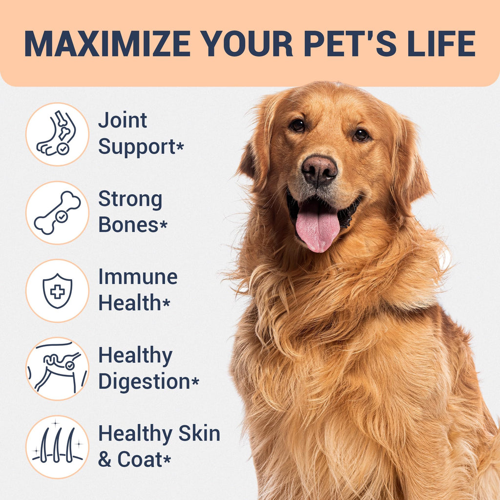 Beef Bone Broth for Dogs H462