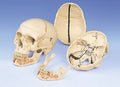 Anatomical Classic Skull With Opened Lower Jaw O640207