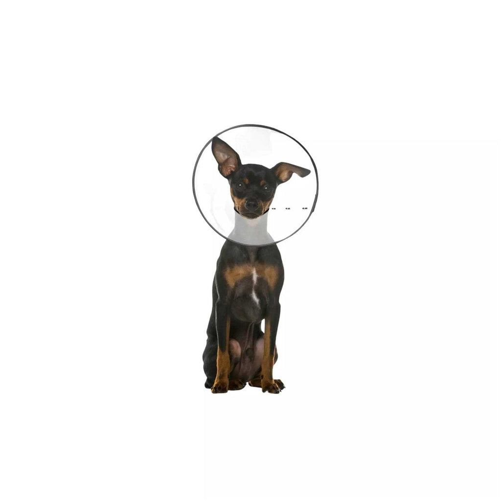 Clear Recovery Collar I530896