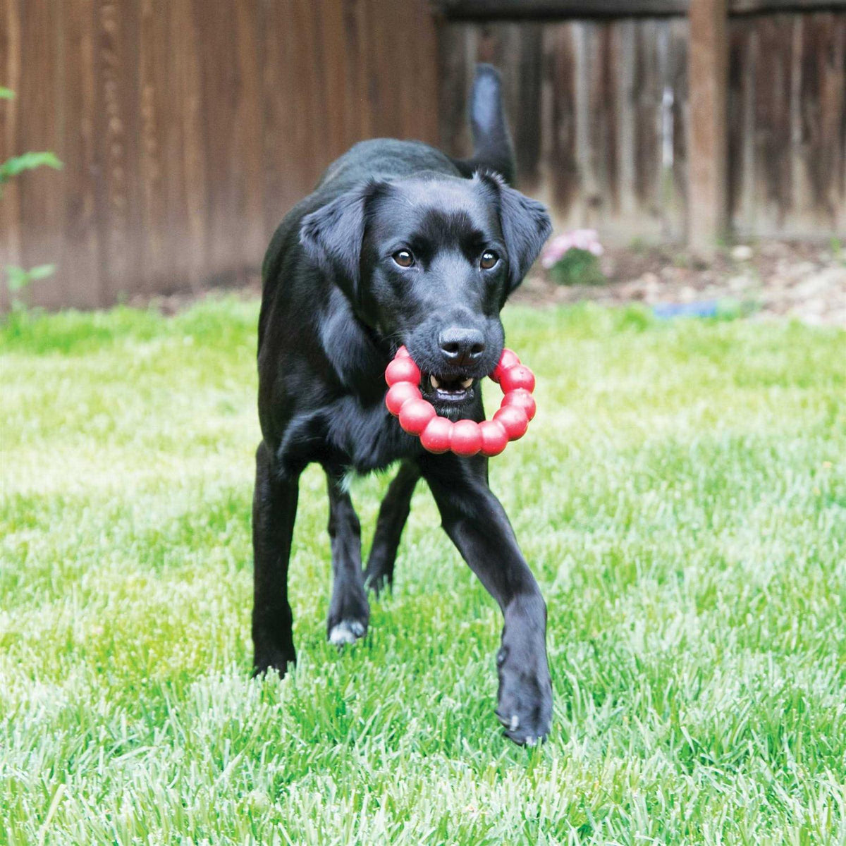 Ring Chew Toy A77988